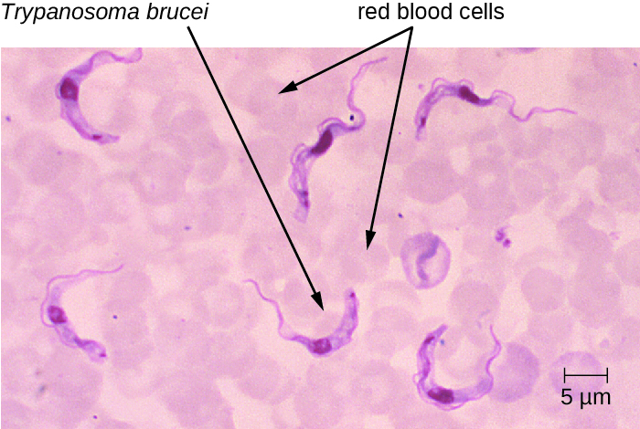 Trypanosoma brucei