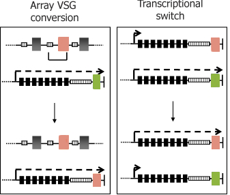 Trypanosome Gene Conversion