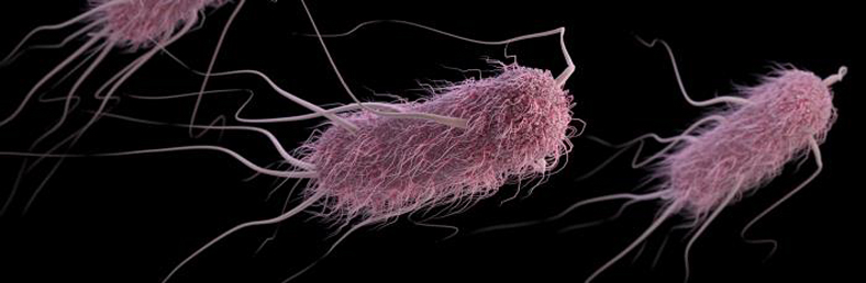 E.coli