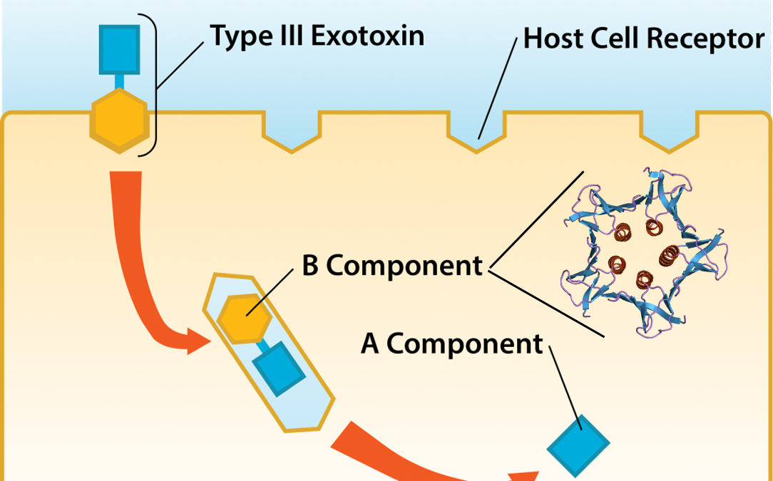 A-B toxin