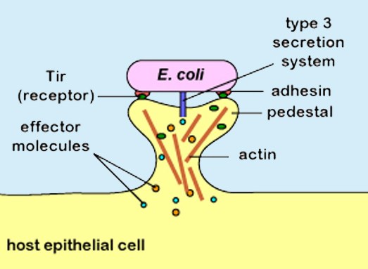 Attachment & Effacement