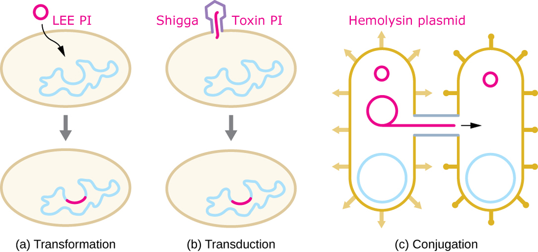 Genetic Transfer