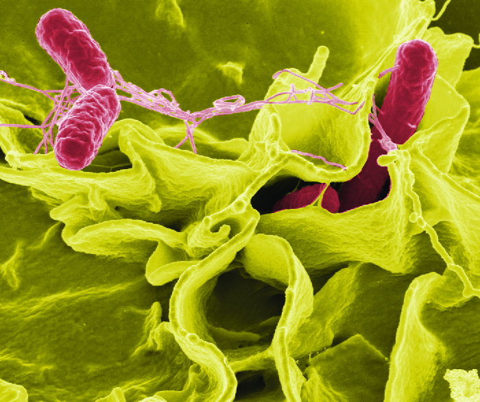 Salmonella entering epithelial cell