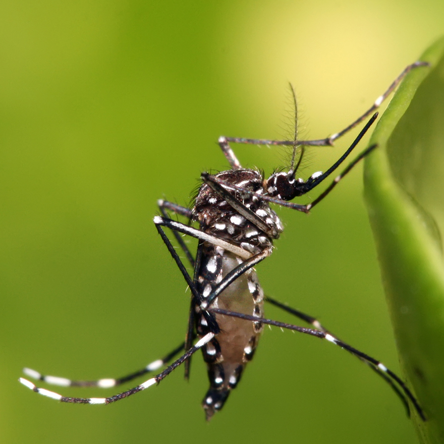 Aedes aegypti