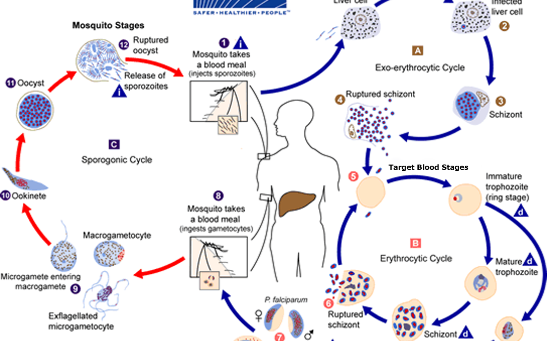 Malaria Transmission Cycle