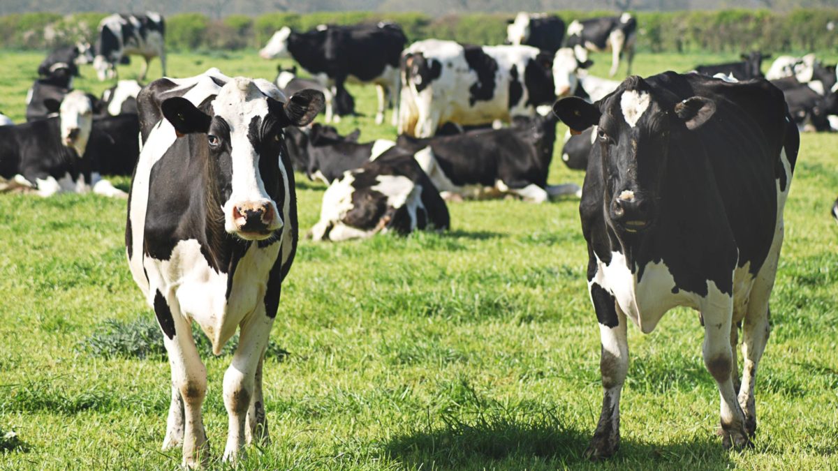 black and white cow on green grass field during daytime