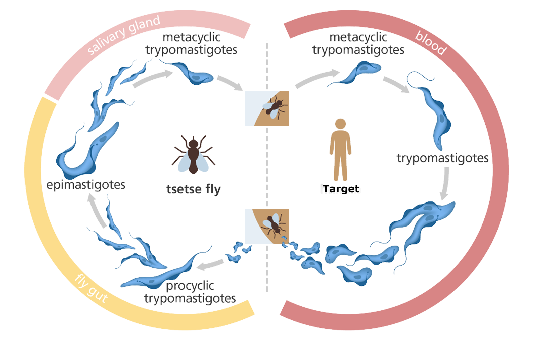 Trypanosome Life Cycle