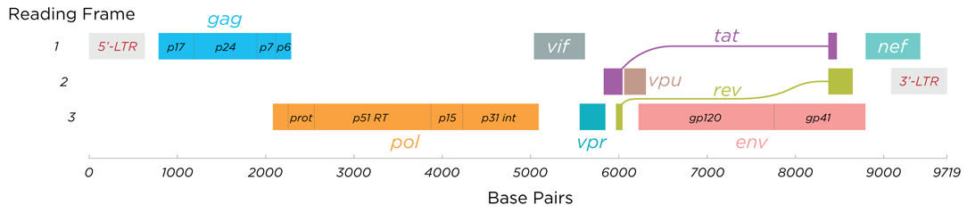 HIV genome