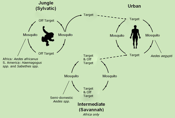 Transmission Cycle