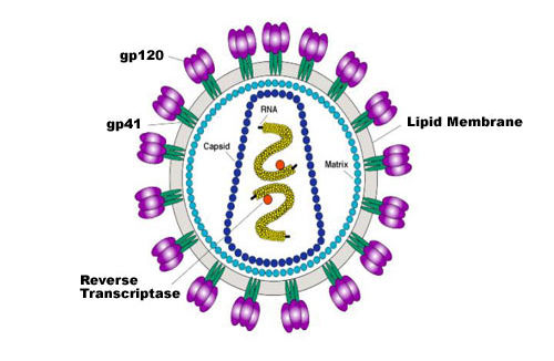 Structure of HIV Virion