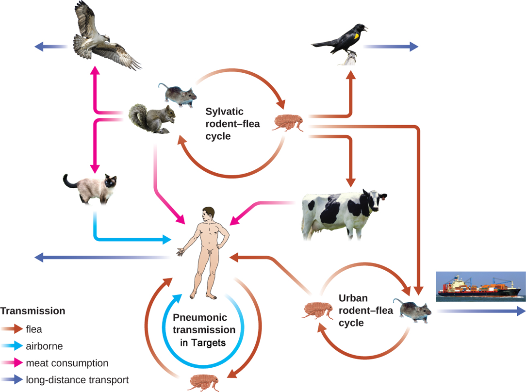 Yersinia pestis – Intelligent Design Prize