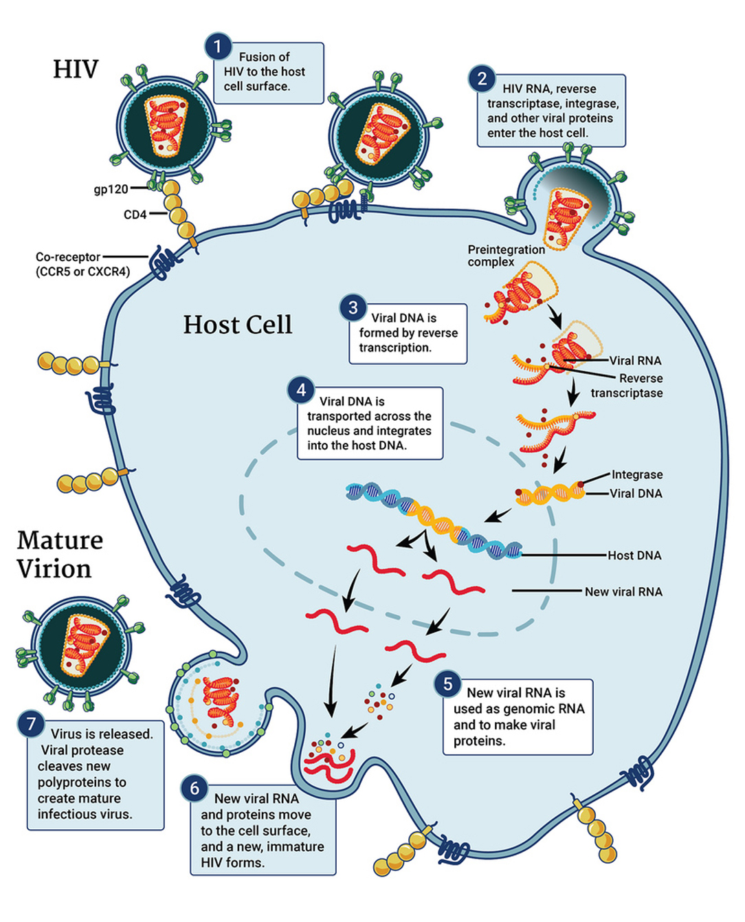 HIV life cycle