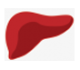 Liver